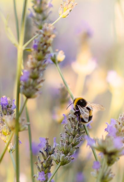 Bees and Beekeeping thumbnail image