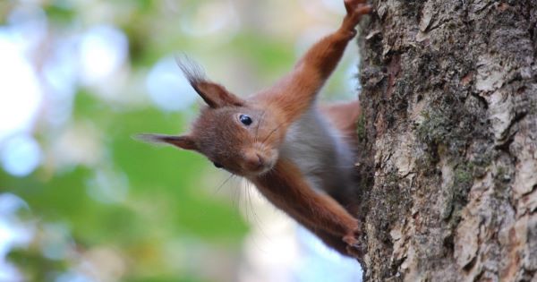 Red Squirrel Awareness Week thumbnail image